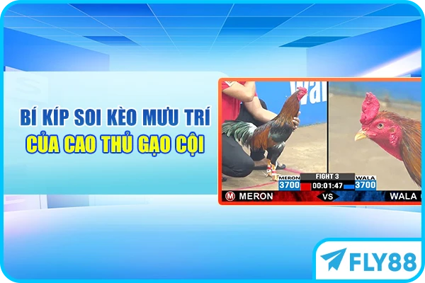 Bí kíp soi kèo mưu trí của cao thủ gạo cội