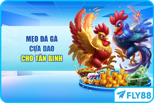 Mẹo đá gà cựa dao cho tân binh